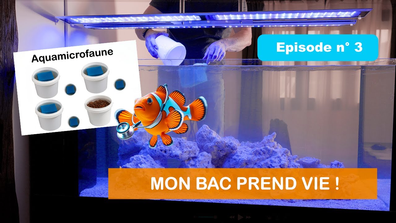 Ensemencement du récifal avec Aquamicrofaune + 1ers poissons & coraux ! Episode n° 3
