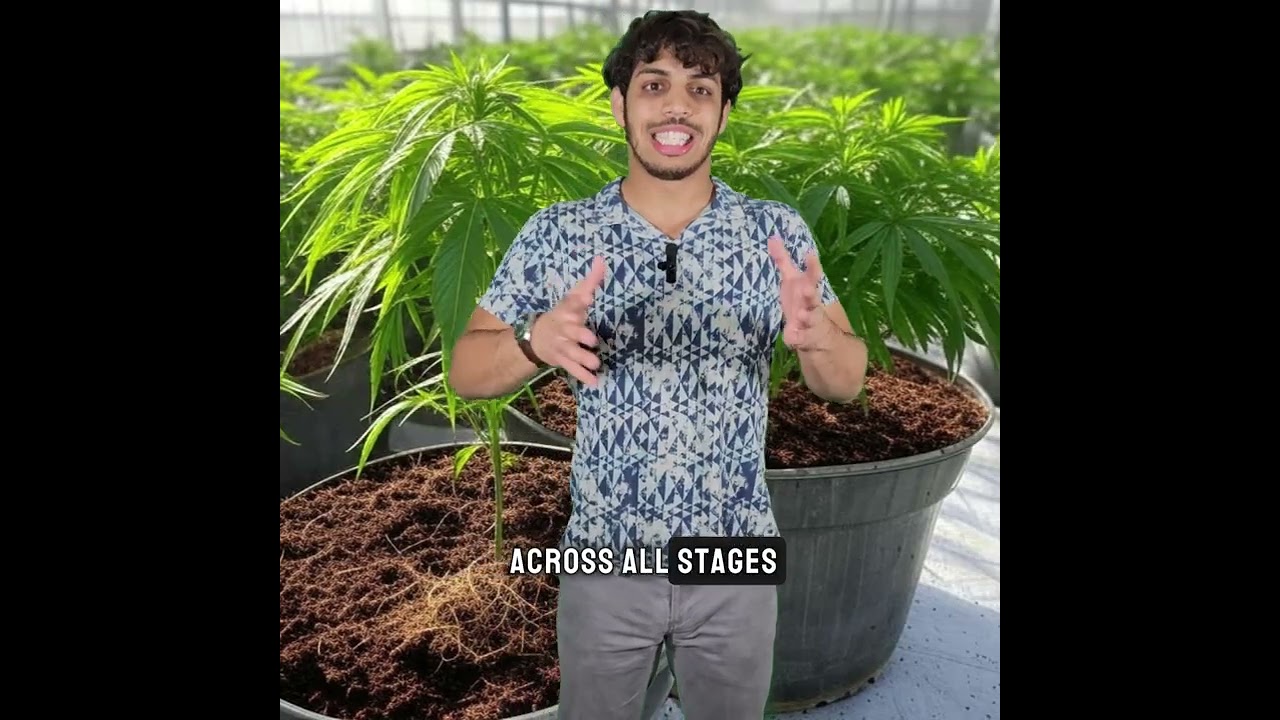 Can Microbial Biostimulants Transform Cannabis Cultivation?