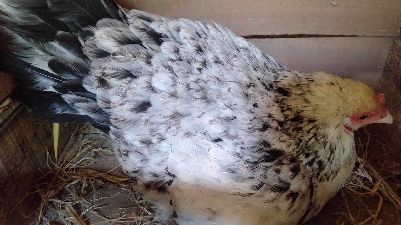 Hen laying an egg |Doss farms 