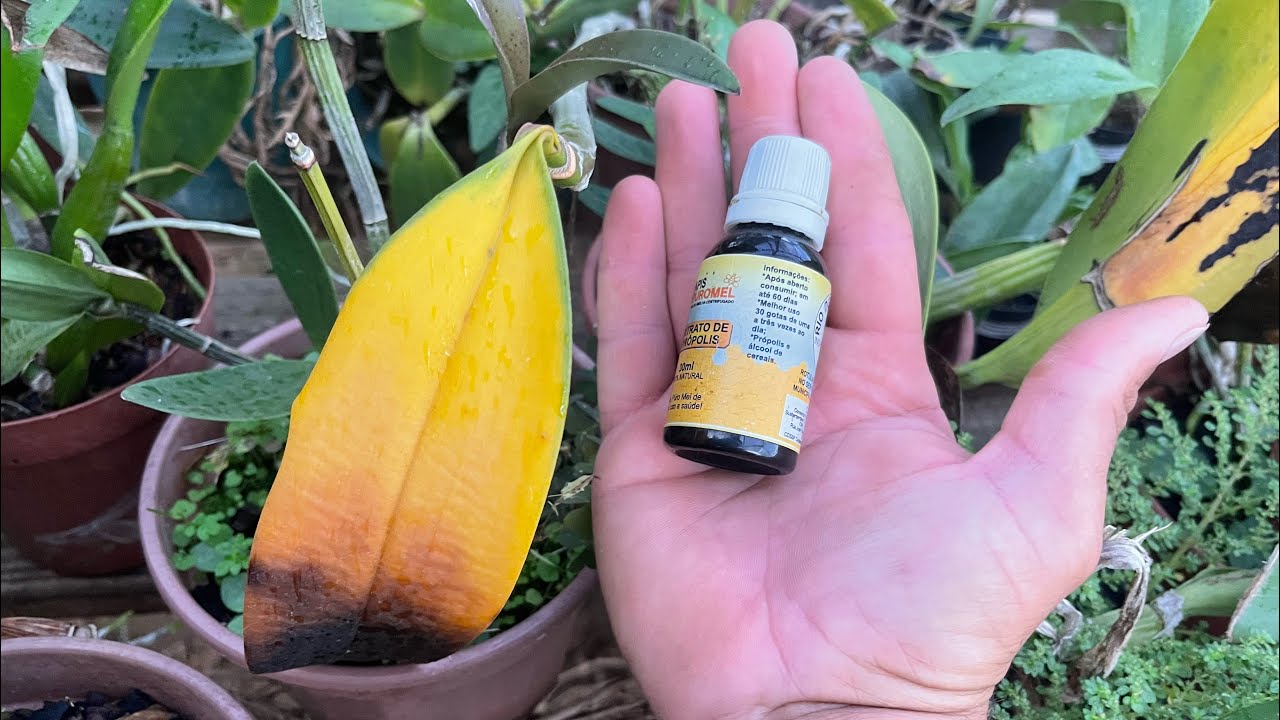 É SÓ USAR ISSO QUE A ORQUÍDEA NÃO PEGA FUNGOS