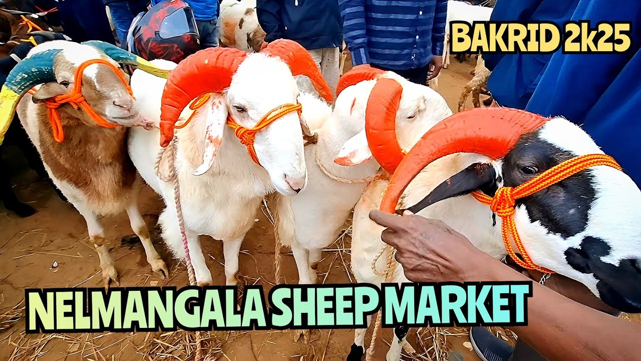 Nelamangala Sheep Market Before Eid | Bakrid 2025 Bakra Rates & Full Market Coverage! | May 30