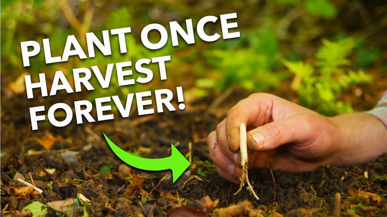 7 простых в выращивании многолетних овощей: урожай год за годом... 👩‍🌾 🧑‍🌾