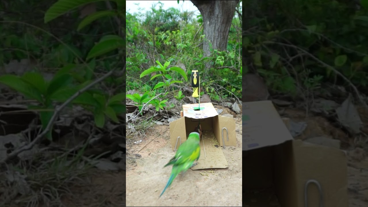 Easy Parrot Trap Using Box #Shorts - #Bird Trap Technology