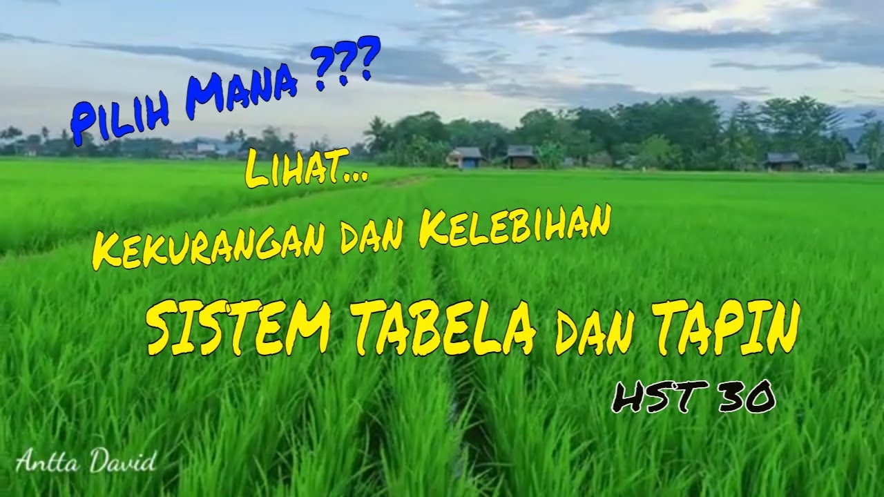 Dampak Kekurangan dan Kelebihan Sistem Tabela dan Pindah Tanam || Perkembangan Padi