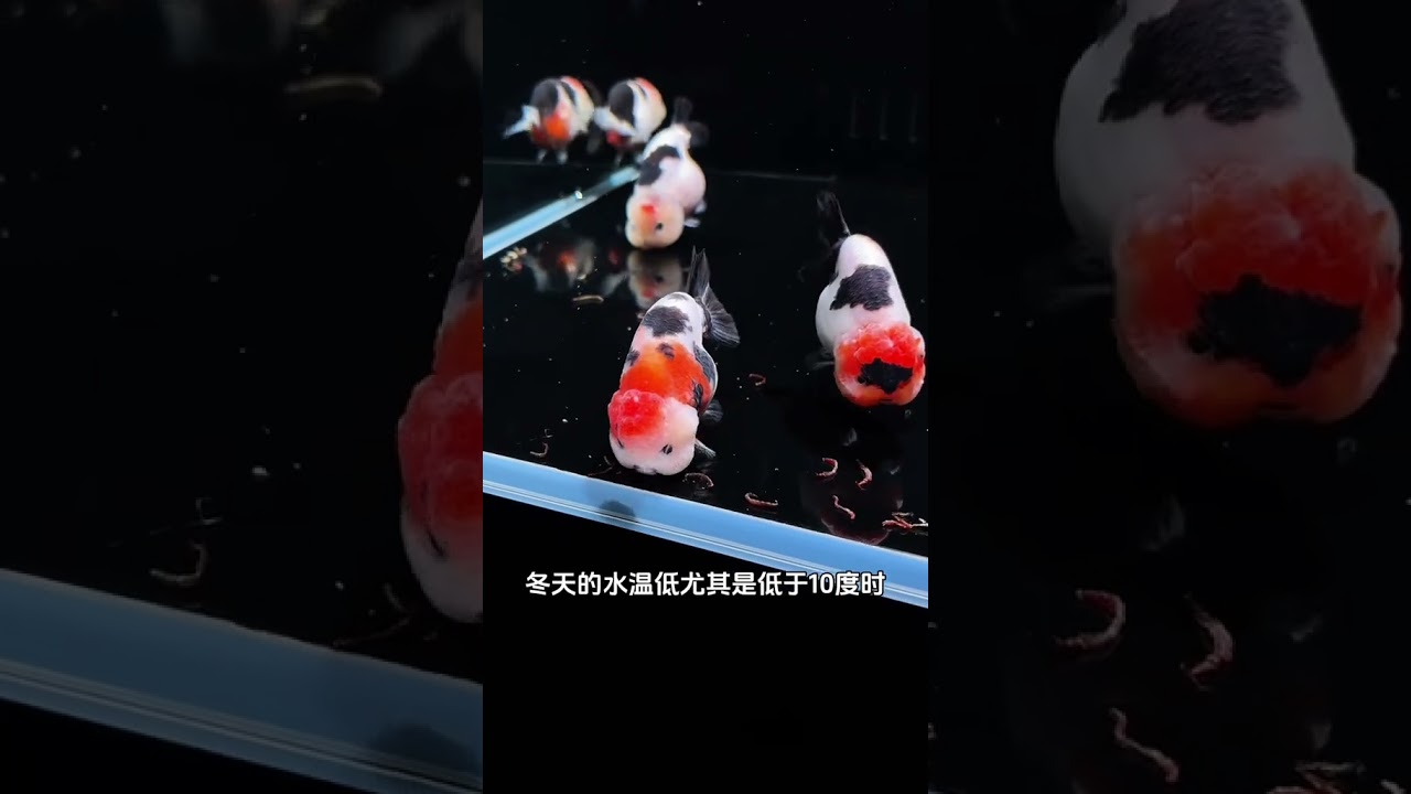 冬天如何才能养好兰寿？秘诀就在于管住手兰寿 养鱼日记 兰寿金鱼 水族 观赏鱼