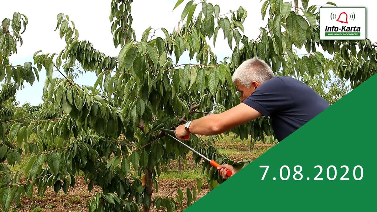 Zabiegi pozbiorcze i cięcie sadów czereśniowych - komunikat sadowniczy Agrosimex