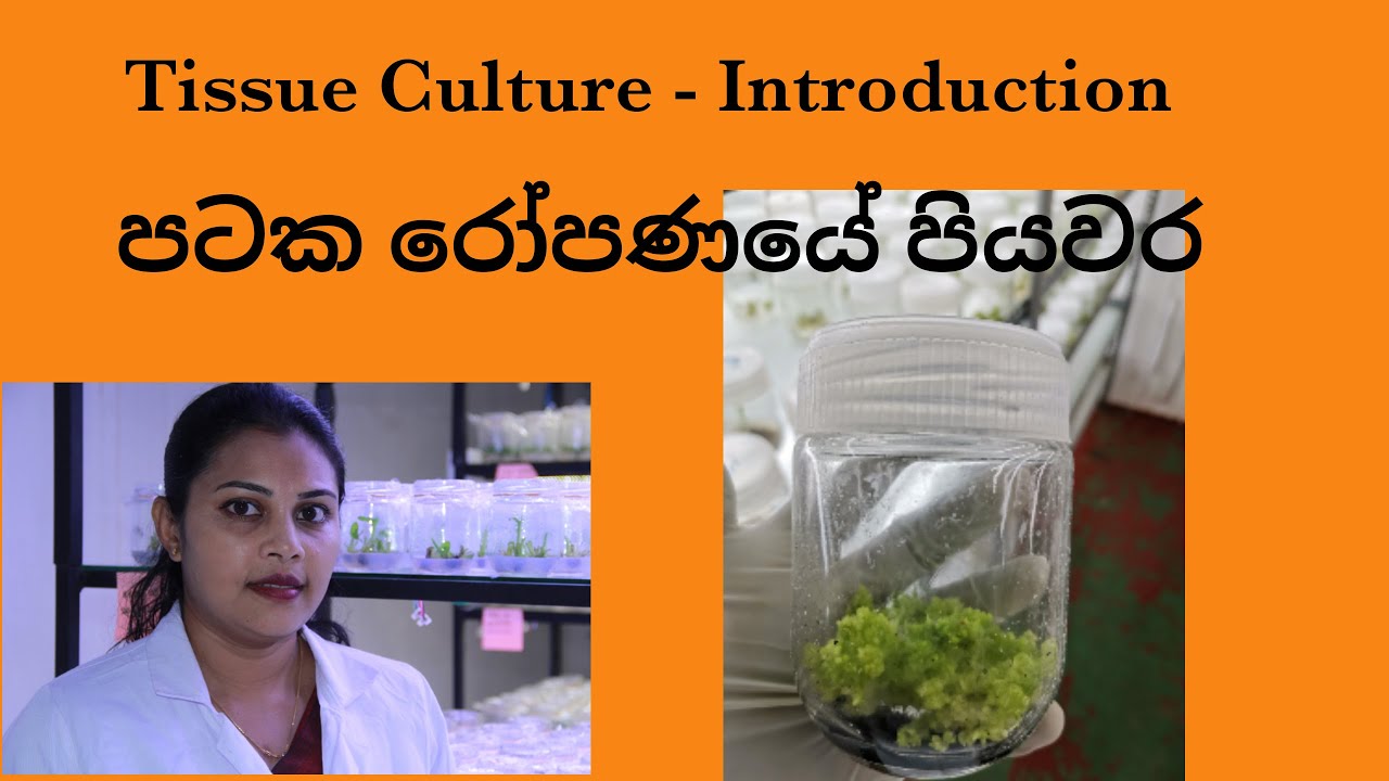 Tissue Culture   Introduction