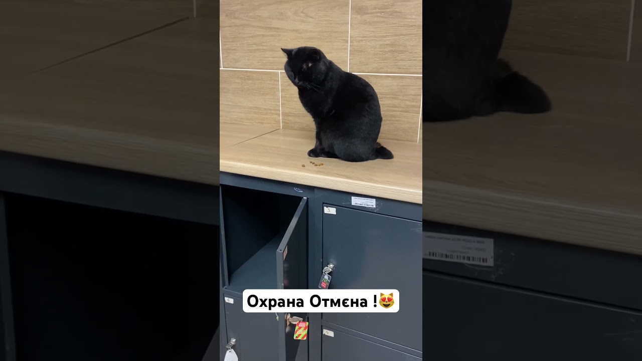 Охрана Отмєна ! Український бойовий кіт охоронець на посту)😻