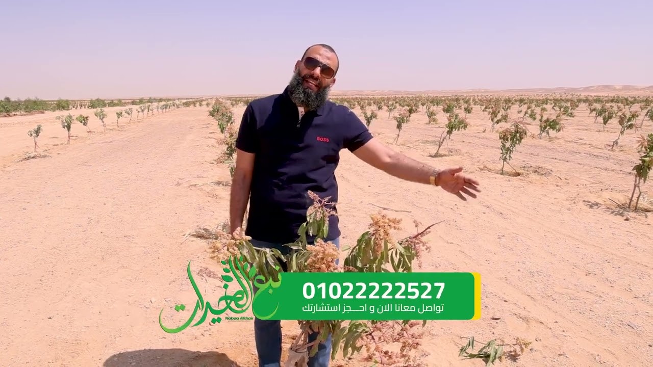 افضل طريقه تقليم للأشجار  المانجو من قلب مزرعة مانجو نموذجية عمر سنه