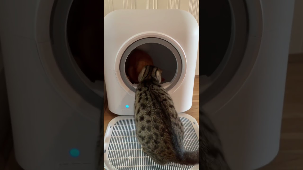 Liti&egrave;re automatique pour chat #londres #enceinte #chatsrigolos #parents #angleterre #anglaisfacile