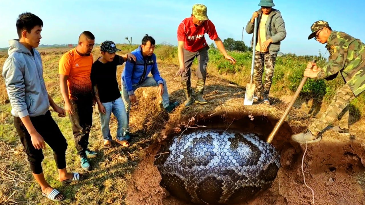 8 Brave Experts Catch Giant Snakes By Hand