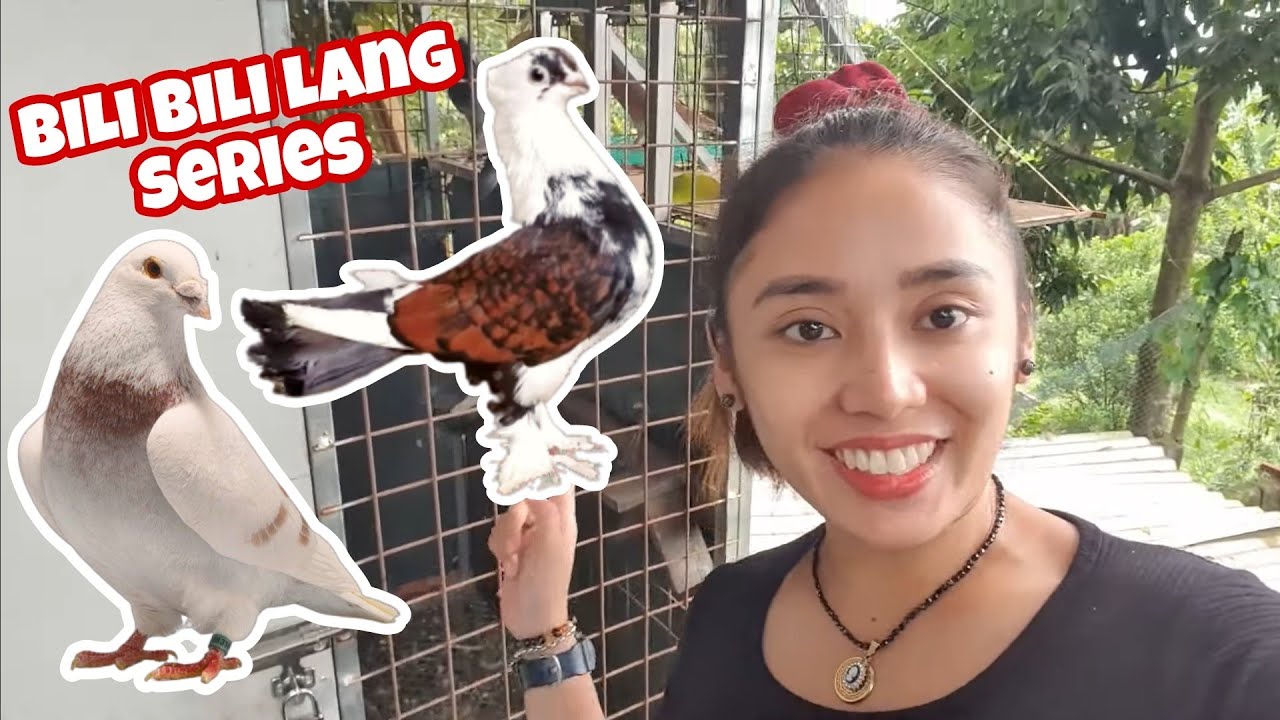 *NEW* Fancy and Off Color Racing Pigeon