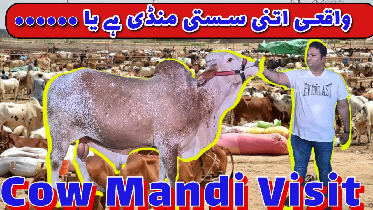Cow Mandi 2024 | Baqra Eid Special |Karachi Street Food | Pakistan Street Food.