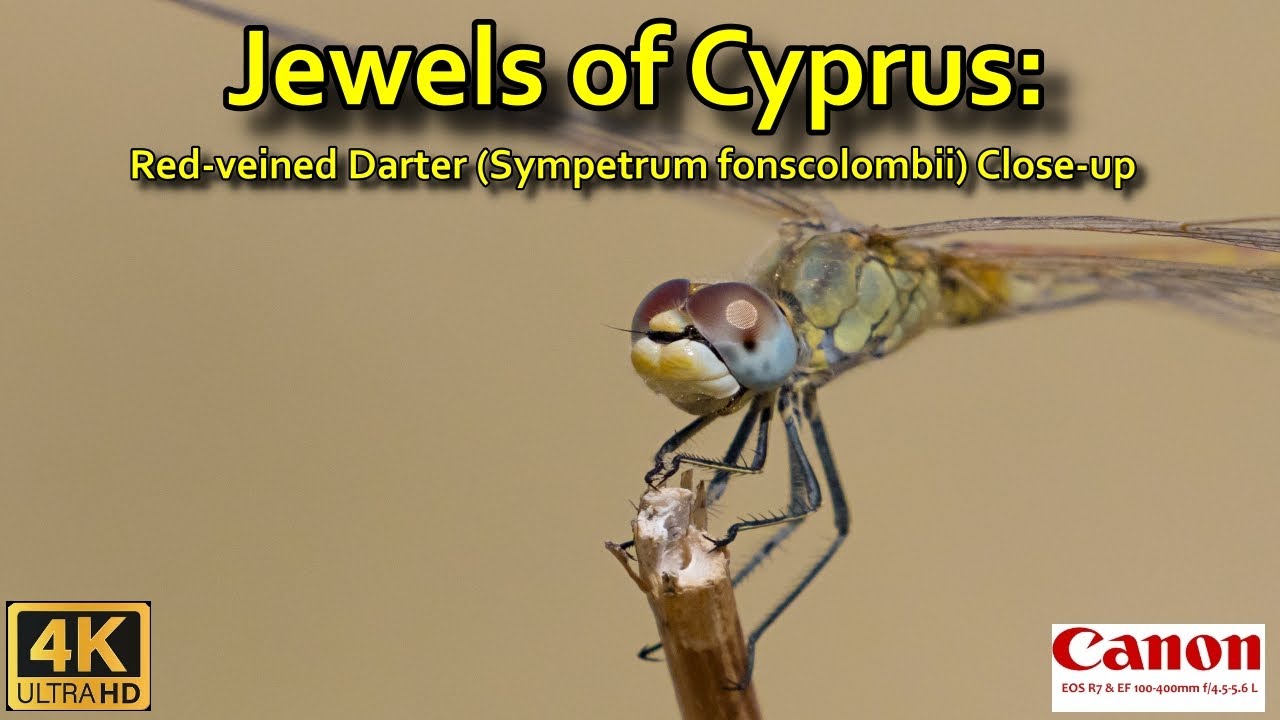 Red-veined Jewel: Darter Dragonfly Close-up in Cyprus