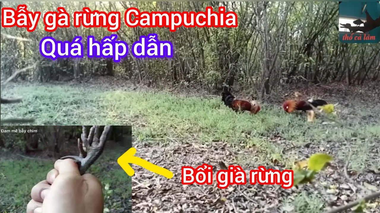 Bẫy gà rừng Campuchia- siêu bổi già trận đấu siêu hấp dẫn