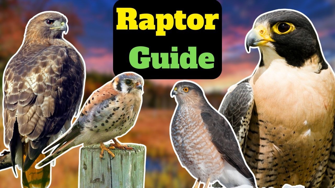 Raptor ID Explained Simply (Step by Step, All 34 species)