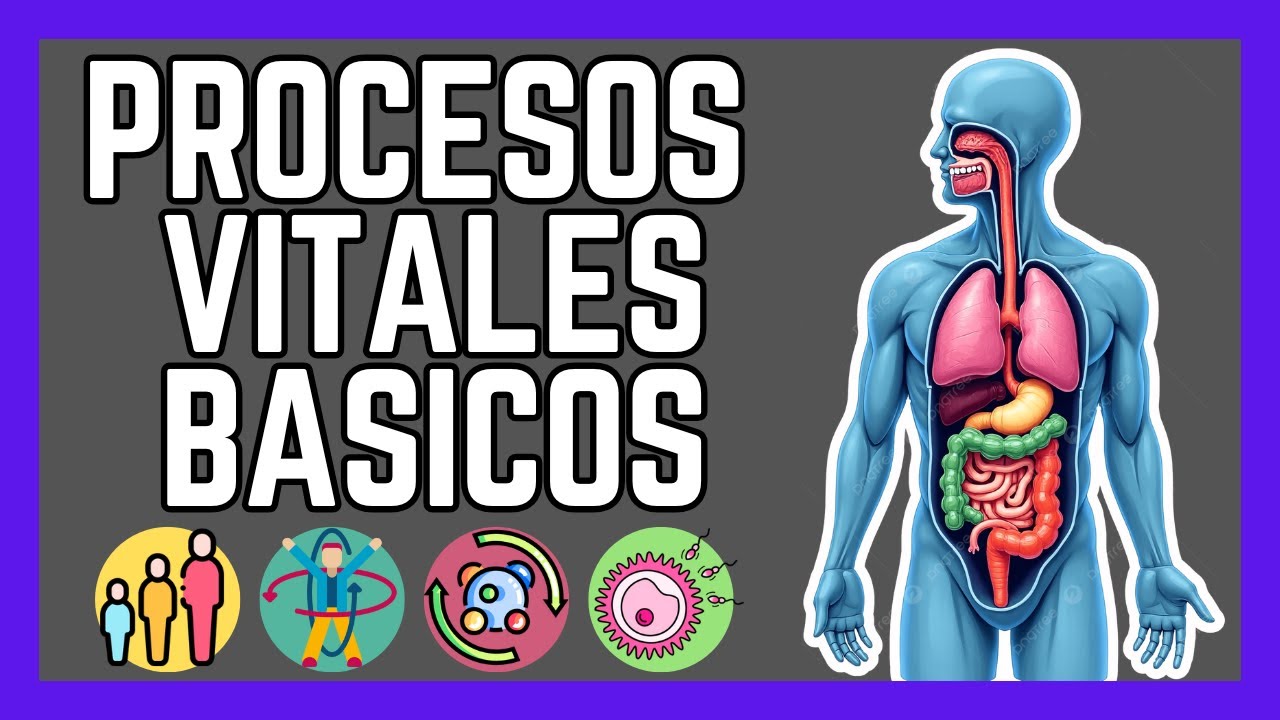 Procesos VITALES basicos del cuerpo humano 🌿❤️