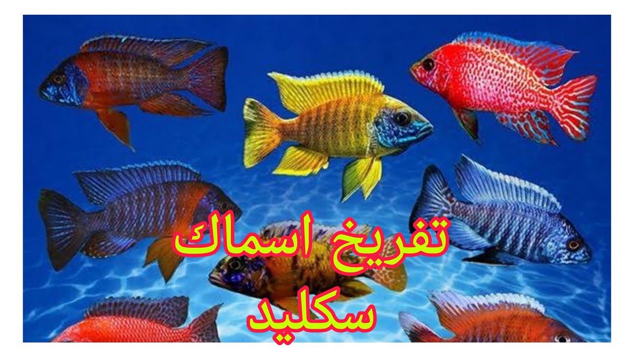سبحان الله شاهد طريقة  تفريخ  سمكة سكليد 🐟🐟🐟