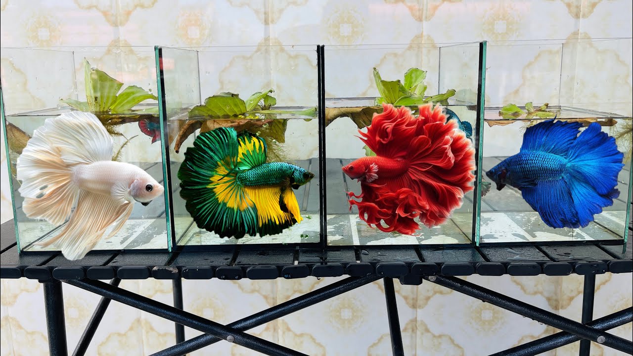 Amazing Brtta fish ! The fish are very big, ready to compete tomorrow.