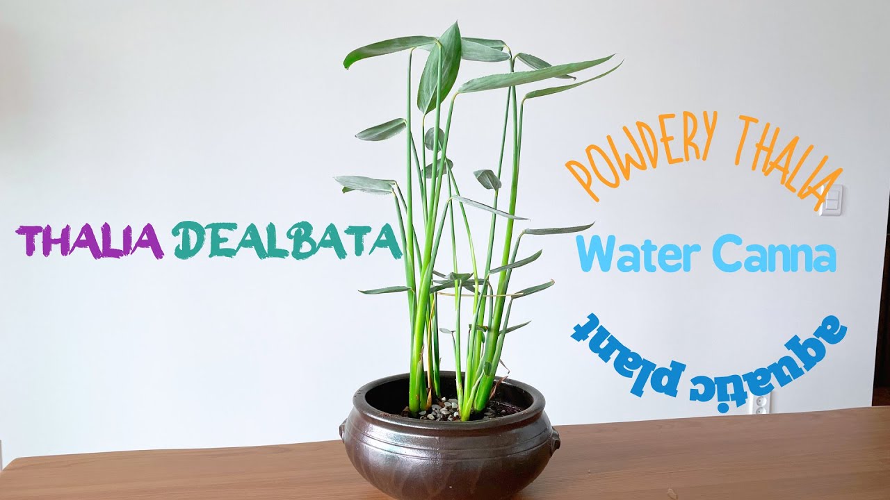 수생식물 탈리아를 키워요 | 워터칸나 키우는 법 | Thalia dealbata