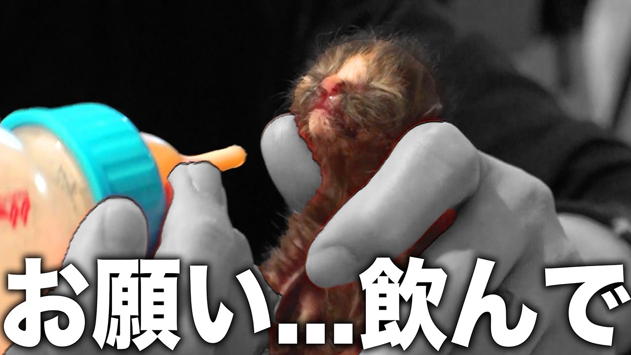 【間に合うか】飼育崩壊で母親が育児放棄！避妊去勢もされず先天性の疾患でミルクが飲めず...助けられるか【保護猫】