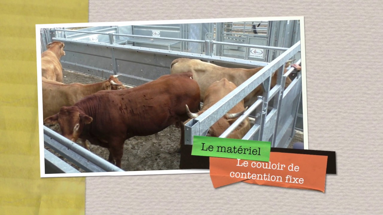 Contention bovine sécurisée en vue d'une tuberculination réussie