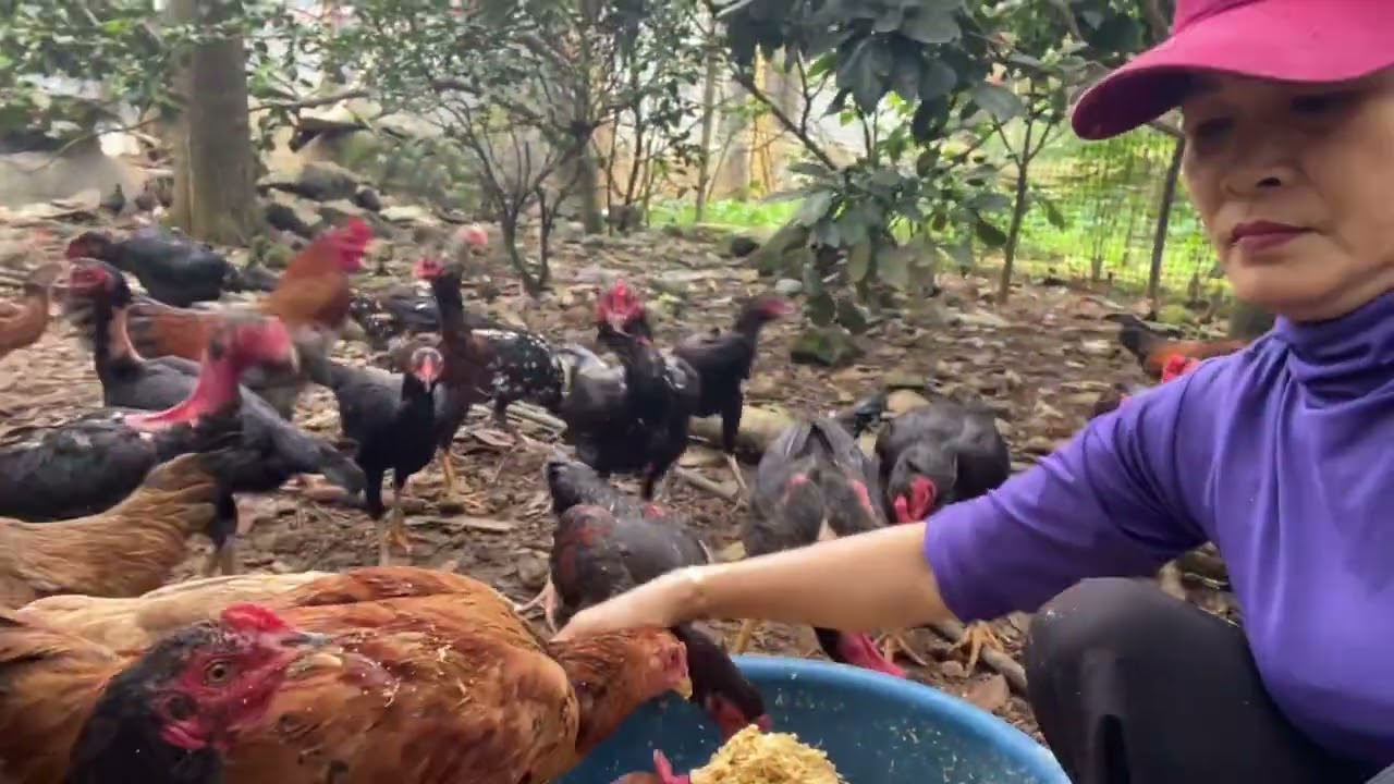 Feeding chickens every day | Cho gà ăn mỗi ngày
