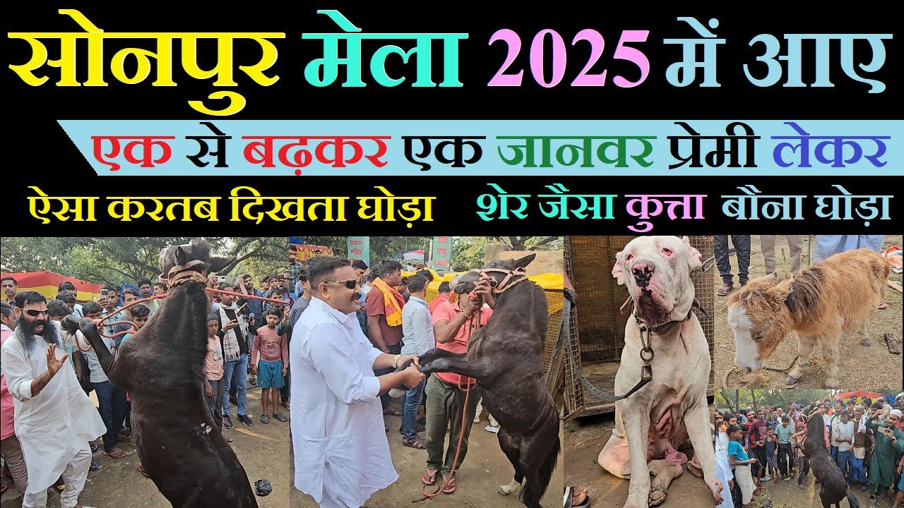 Sonpur mela horse market | सोनपुर मेला में आए सबसे बड़े जानवर प्रेमी | Sonpur mela 2025 | dog market