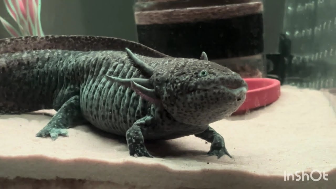 Axolotle chillin