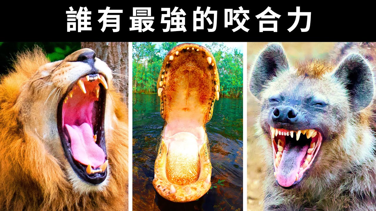 誰有最強的咬合力