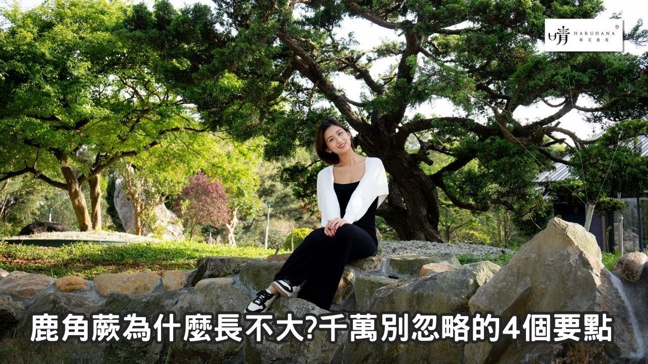 【晴花鹿苑-進階鹿角蕨篇】鹿角蕨為什麼長不大？不可忽視的四大要點! Why Isn’t Your #staghornfern  Growing? #鹿角蕨 #ビカクシダ #platycerium
