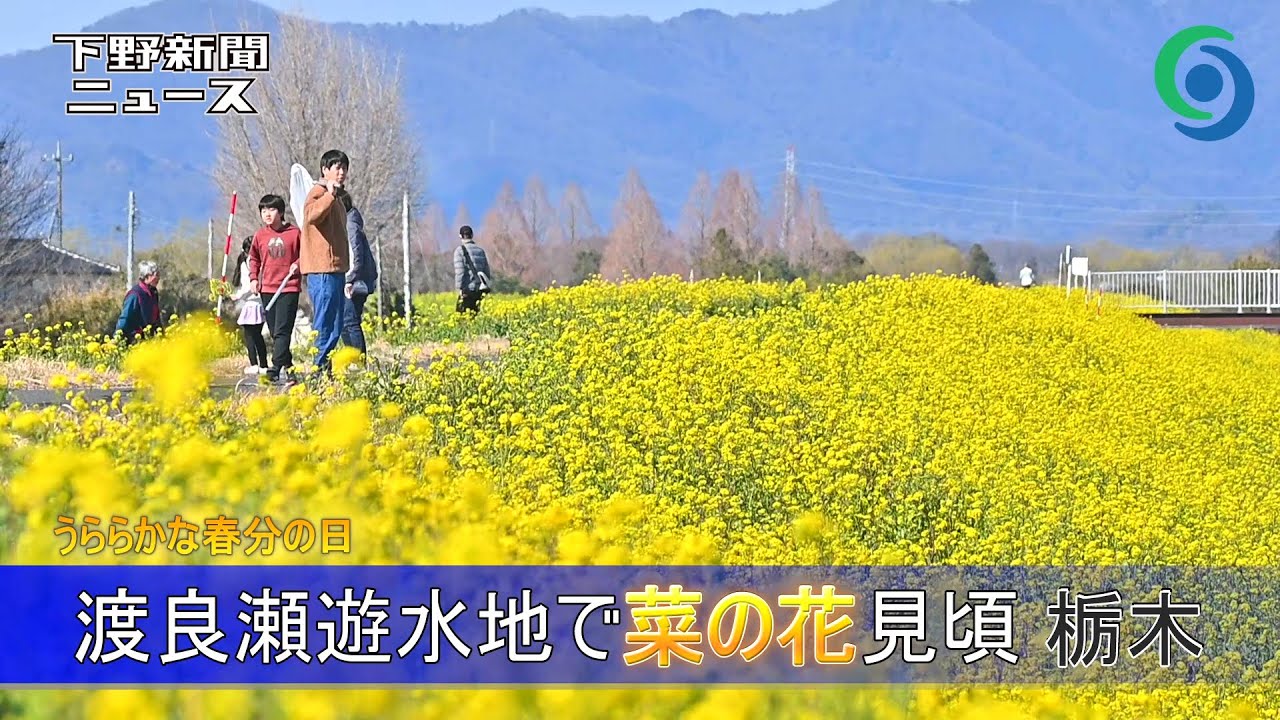 渡良瀬遊水地で菜の花見頃 栃木　うららかな春分の日