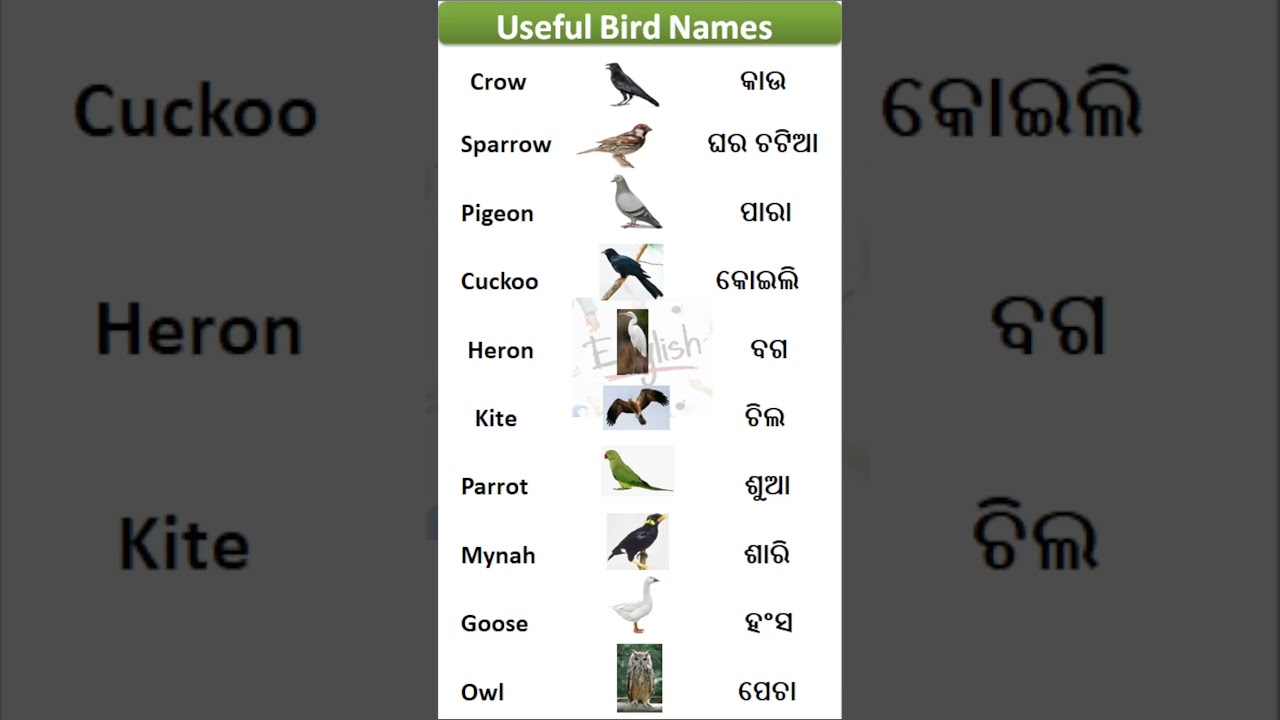Bird Names in English and Odia | Spoken English in Odia| #viral #shorts #birds #bird #animals