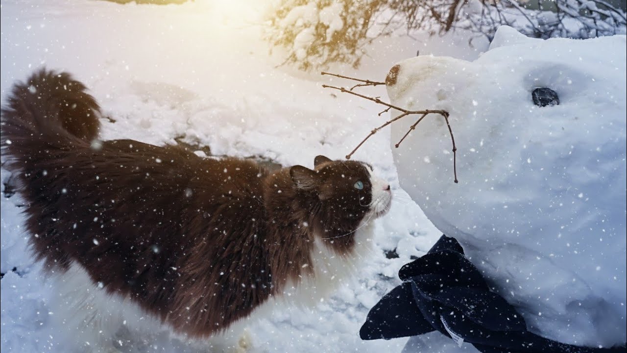 Ragdoll Cat Meets a Snowman For The First Time ☃️