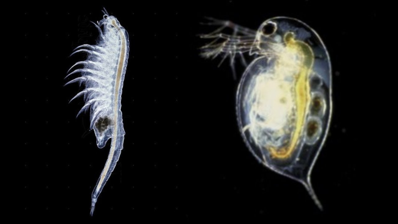 Artemia mı? Su Piresi mi?