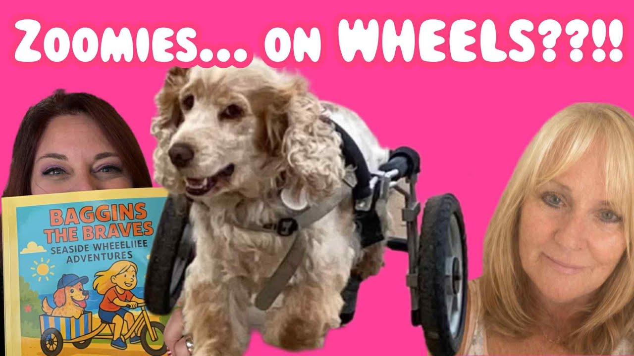 Author Wendy Chase on Baggins the Wheelchair Dog 🐾