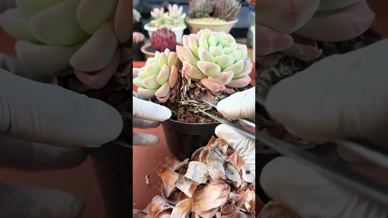 每一片枯葉都是過去的疲憊，一揪一落，都是和壞情緒說再見。 #盆景 #多肉養護 #解壓 #治癒 #助眠