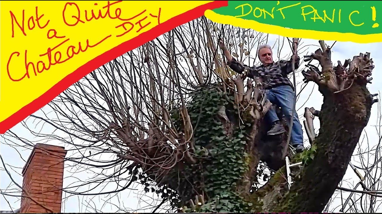 Not Quite a Chateau DIY 349 - Treetop Drama - Precarious Pollarding - Tony versus the Lime Tree