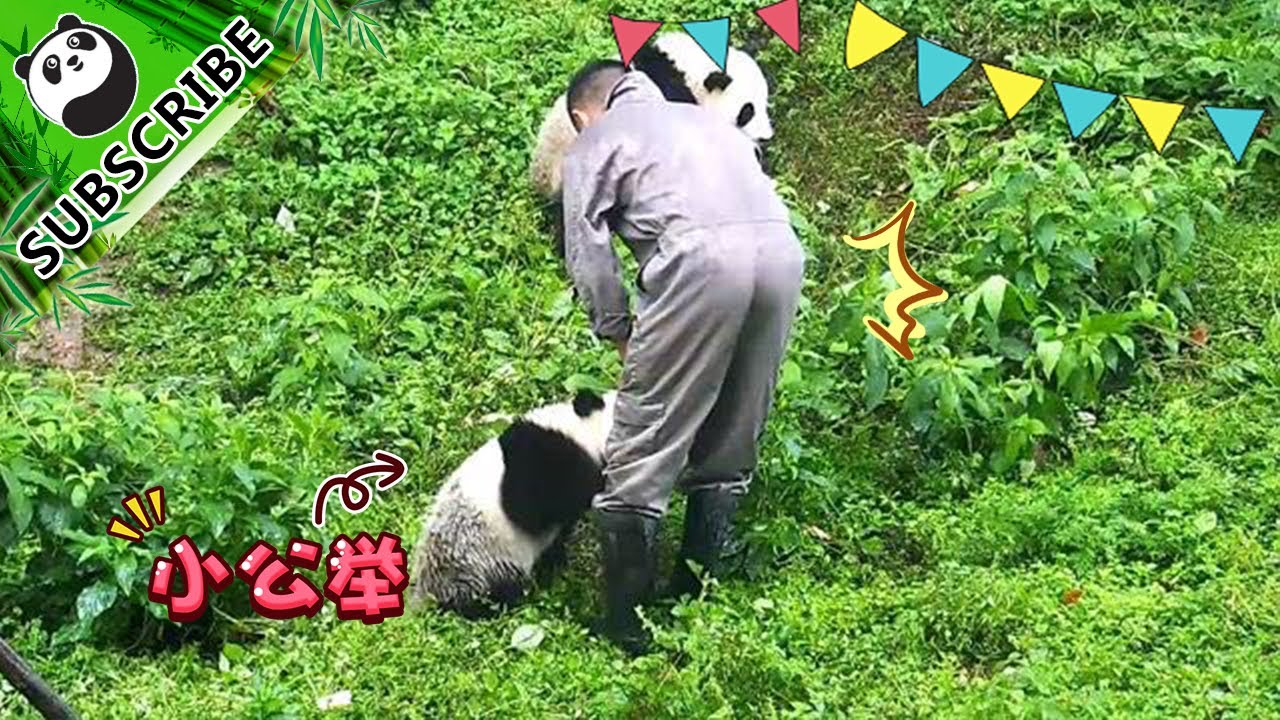 Nanny is scared by the fierce fight between Qiao Liang and Qiao Yi