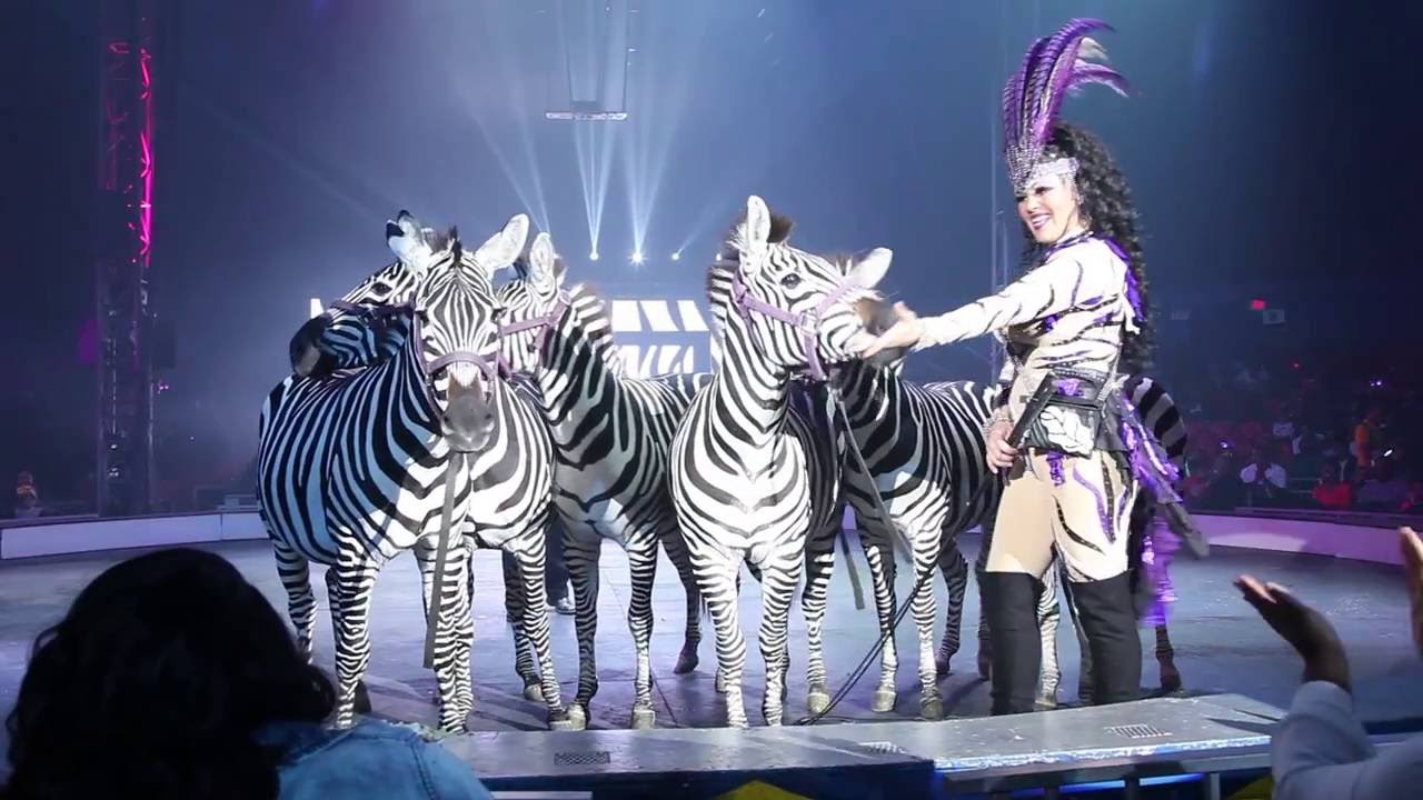 Jennifer Walker's Zebra Act