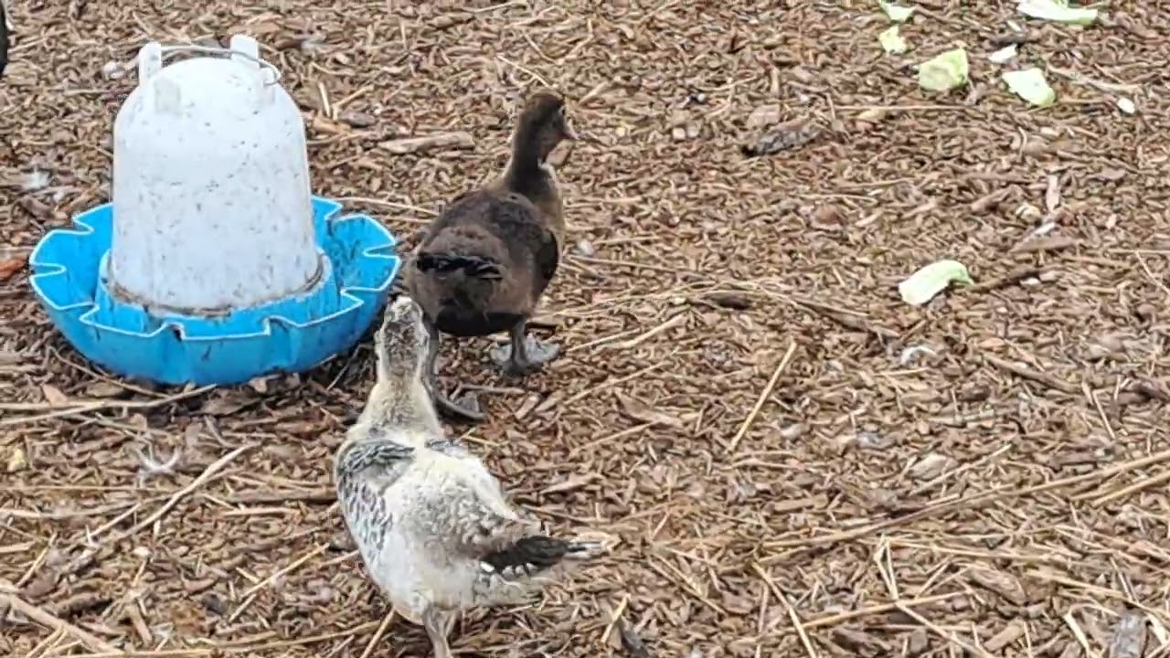 Baby ducks 