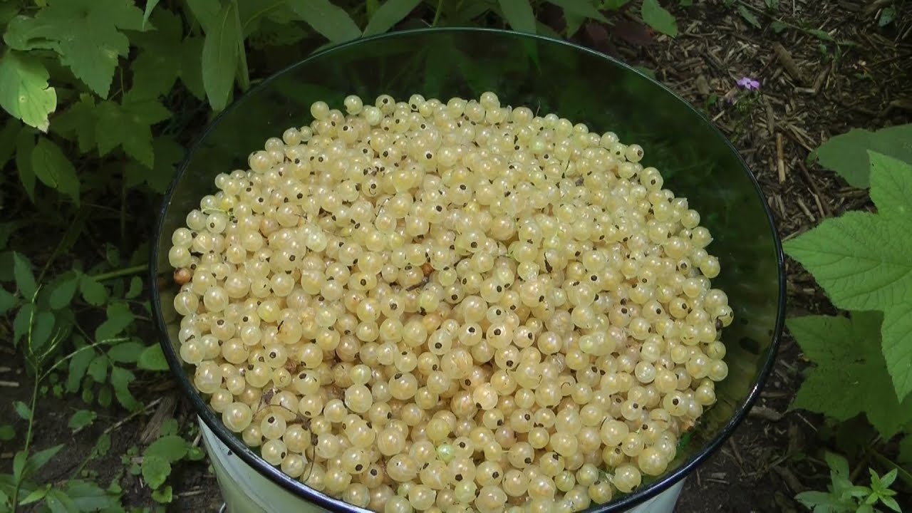 Picking Imperial White Currants and picking more Imperial White Currants video one