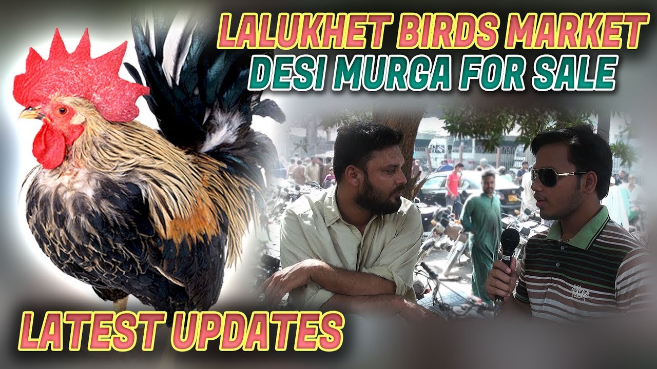 Lalukhet Birds Market Rooster Hen chick Desi Murga  Jamshed Asmi Informative Channel
