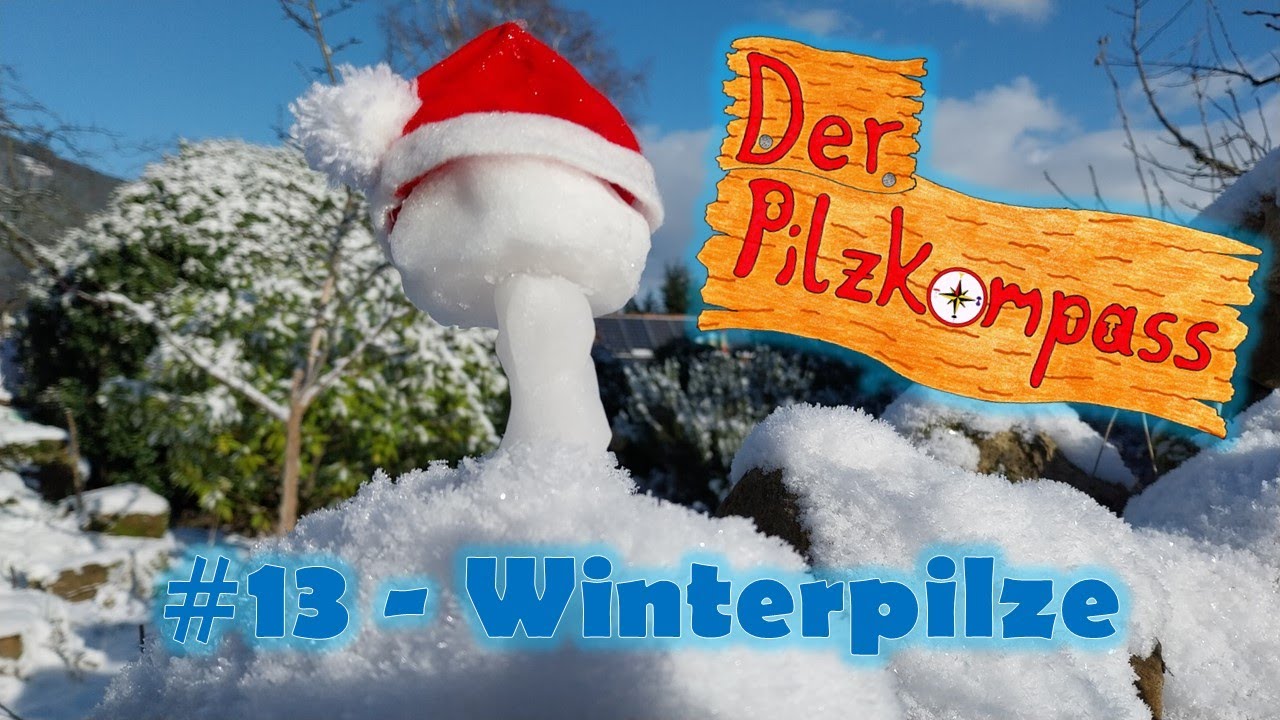 #13 Winterpilze und wo sie zu finden sind 🍄❄️ (