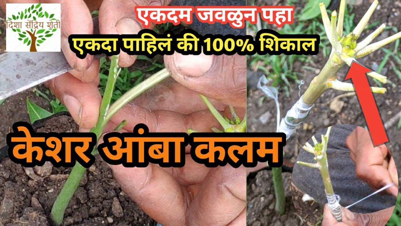 केशर आंबा कलम कसे करायचे शिका तेही एकवेळ पाहिलेकिच100%गॅरंटी एकदम जवळुन पहा mango grafting 100% 🎋🌴🍑