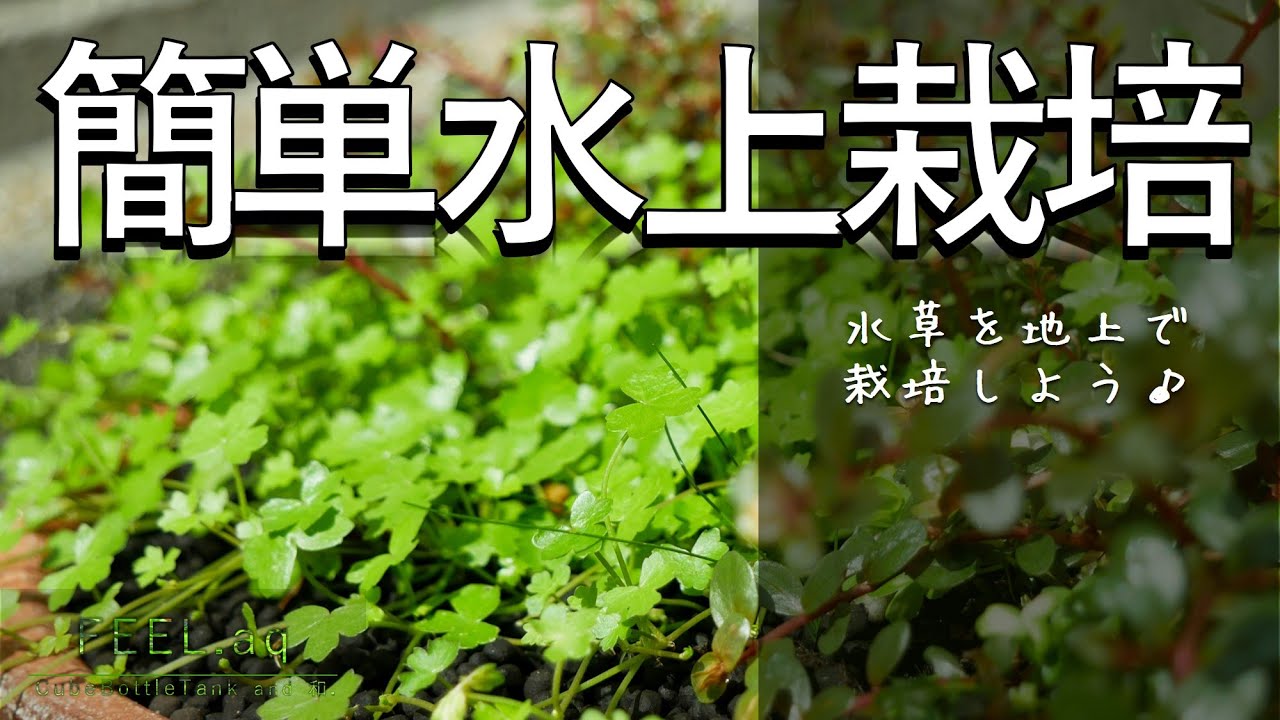 【水草水上栽培】簡単！水槽リセットなら草育てませんか？【アクアリストあるある】128日の記録/休日vlog