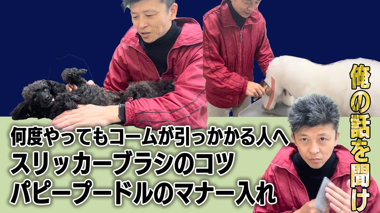 #122  【質問にお答えします】スリッカーの使い方とパピーのトリミングマナーについて