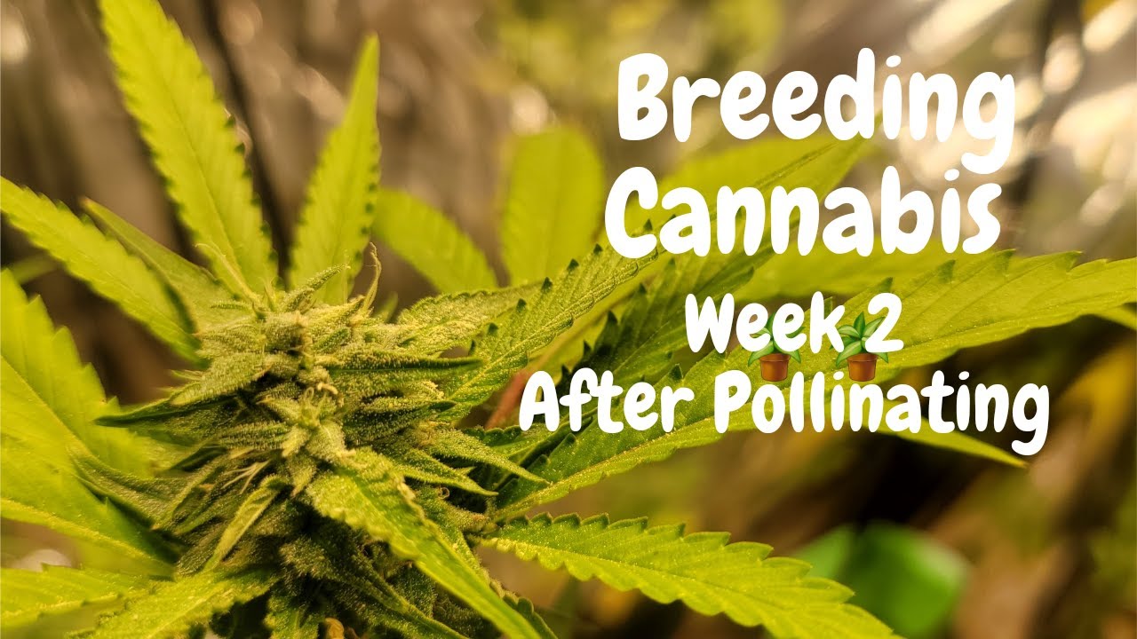 Cannabis Breeding - Week 2 After Pollination (Amnesia x Purple Punch & White Widow
