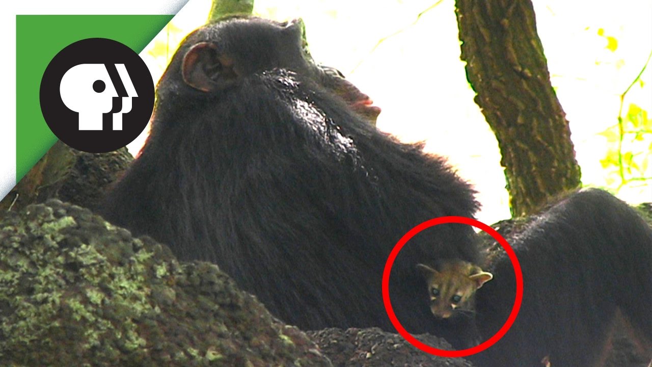Chimp Adopts Adorable Genet Kitten