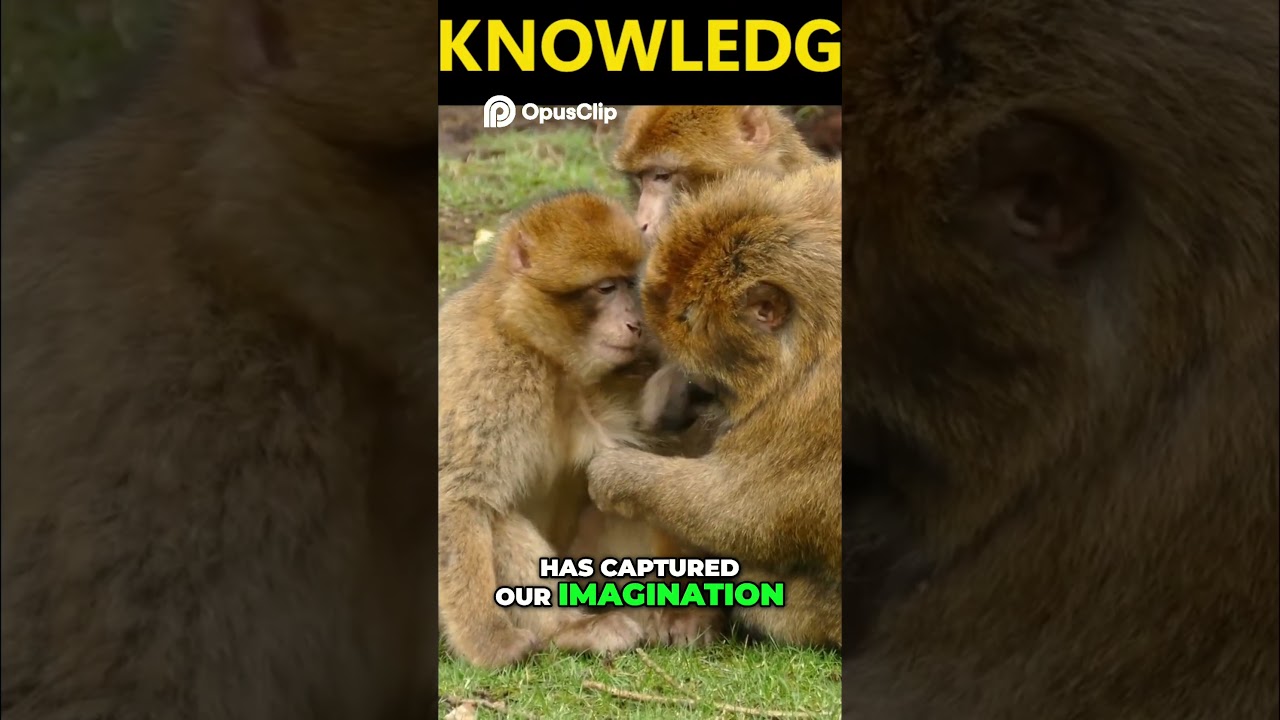Monkeys  Unveiling the World of Primates and Their Secrets #monkey #monkeys #monkeyvideo #monkeylife